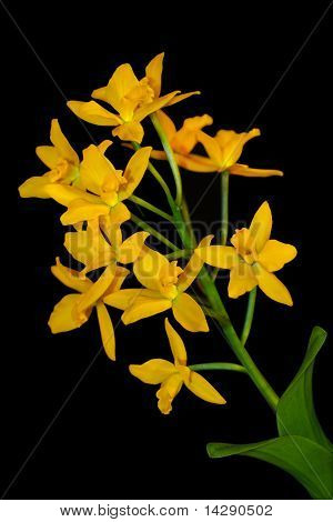 Gul Brassolaeliocattleya