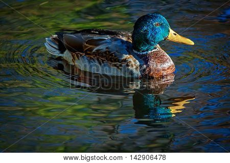 Drake mallard duck is swimming in the park pond.
