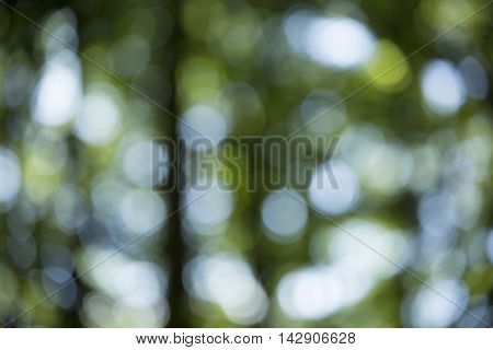Bokeh Background In Forrest