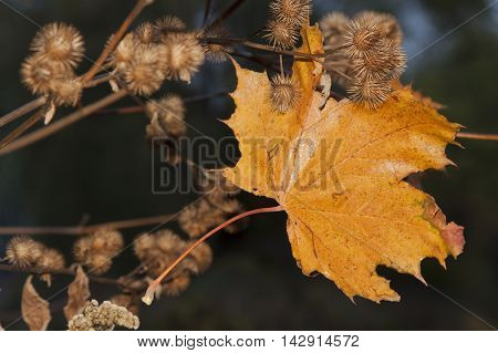 Yellow Maple Leaf and dry burdock burrs autumn close-up