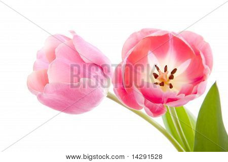 Vacker rosa holländska tulpaner