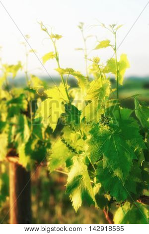 Sangiovese vines  in Tuscany, Italy, toned, soft focus effect