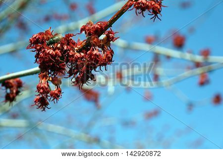 Blossoms of a red maple tree (Acer rubrum) during the spring in Joliet, Illinois.