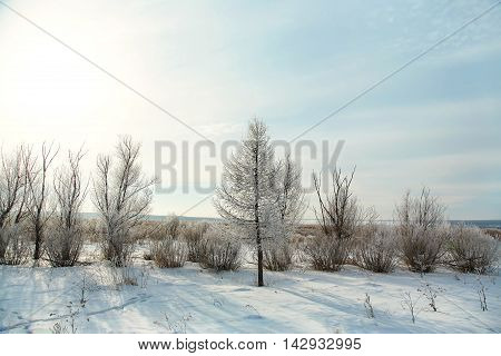 scenic winter landscape. view trees with snow