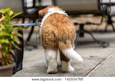 Saint Bernard puppy on a leash on a patio