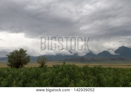 Steppe In The Foothills