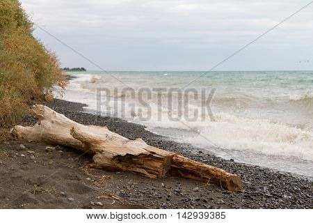 Tree Trunk On The Banks
