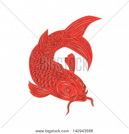 Drawing sketch style illustration of a red koi nishikigoi trout fish set on isolated white background.