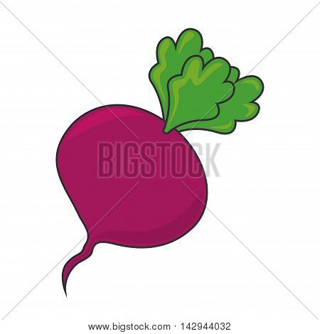 beet beetroot food  vegetable root organic natural vector illustration isolated