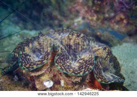 Squamosa clam in the tropical coral reef