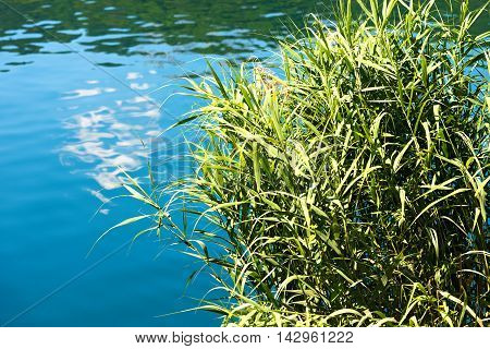 Detail of a green reeds in the blue and green water (lake) in summer. Levico lake trentino alto adige Italy