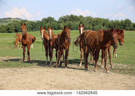 Herd of horses grazing in a summer meadow