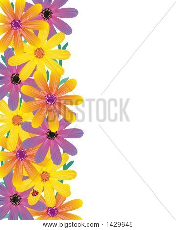 Gerber Daisies arka plan