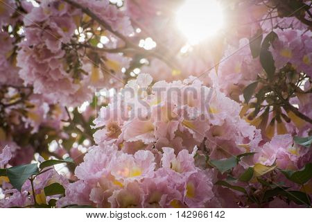 Pink Tabebuia blossoms bloom in late winter in Thailand
