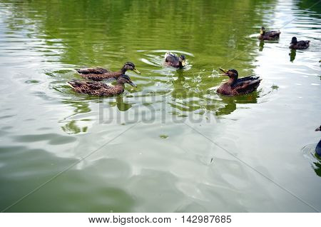 group of wild ducks mallards swimming in lake