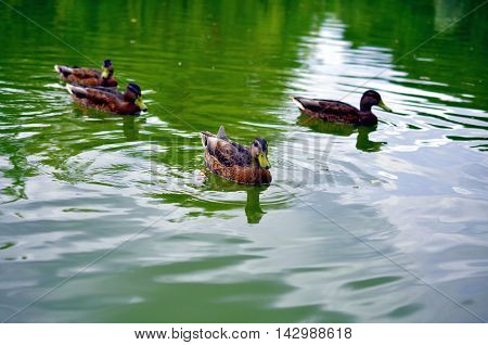 group of wild ducks mallards swimming in lake