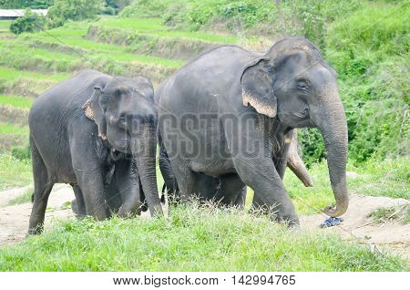 masses of gray elephant on the floor