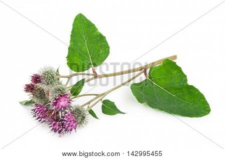 Burdock (Arctium lappa )