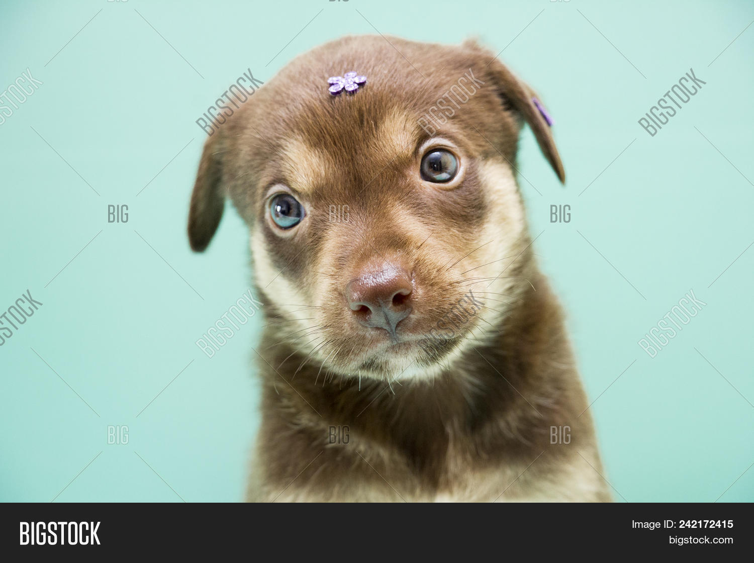 baby mutt