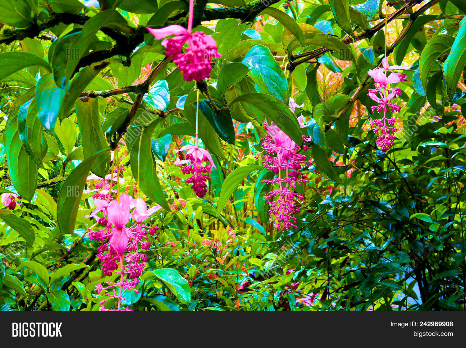Tree Hanging Pink Image Photo Free Trial Stock Tree With Hanging Pink Flowers Taken At A Lush Green Garden In Tropical Rain Forest