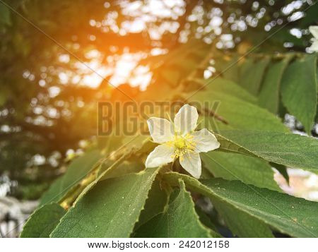 White Muntingia Calabura Flower In Nature Garden