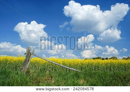 Beautiful Rapeseed Field With Imposing Sky In The Lüneburg Heath, Northern Germany.