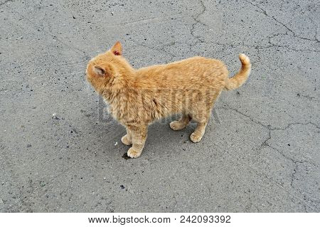 Portrait Of A Happy Red Cat Cllose-up
