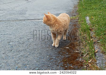 Portrait Of A Happy Red Cat Cllose-up