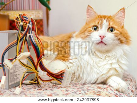 Pretty Adult Red Cat And Computer Wires In Bright Home Interior