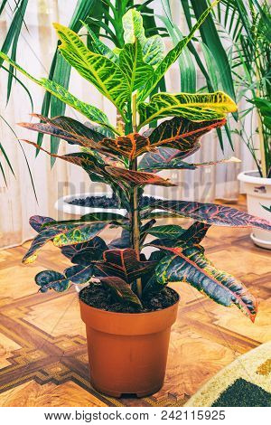 Home Plant Croton In A Pot. Codiaeum Variegatum. Plant With Striped Leaves