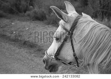 Arabian Mare Wearing A Bitless Bridle On A Walk