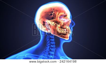 3d Illustration Of Skull Anatomy: Medline Plus Medical Encyclopedia.
