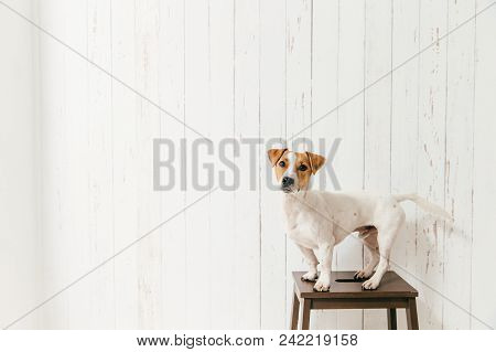 Isolated Shot Of Cute Jack Russell Terrier Dog Stands On Chair, Looks Directly At Camera, Relaxes At