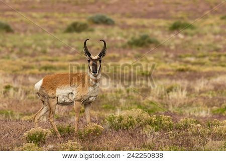 A Nice Pronghorn Antelope Buck On The Utah Prairie