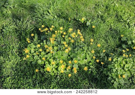 Natural Spring Background With Green Grass And Plant With Bright Yellow Early Flowers Of Caltha