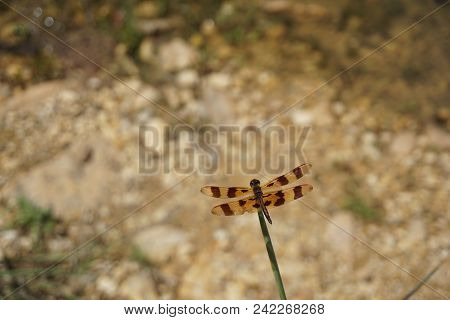 A Halloween Pennant Dragonfly (celithemis Eponina) Perches On A Reed Beside The Quarry Pond In The R