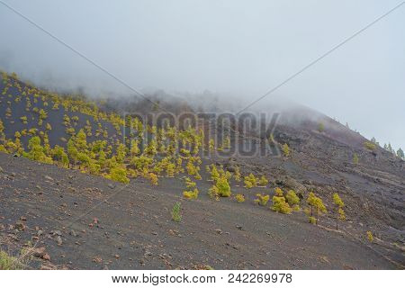 Landscape Of A Hiking Trail Gr131 Ruta De Los Volcanes With Canarian Pine Trees And Clouds Leading F