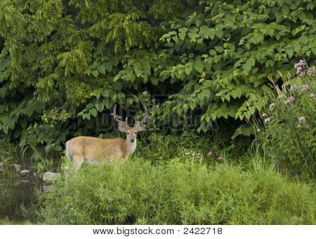 Buck Whitetail JELEN (Odocoileus Virginianus)