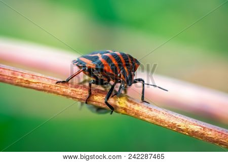Graphosoma Lineatum In A Plant Branch Macro Photo