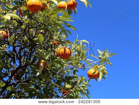 Orange Tree With Fabulous Colours On A Bright Blue Sky