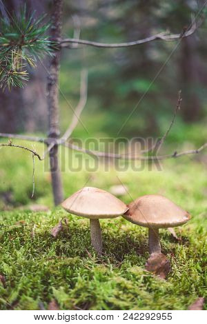 Closeup Picture Of Leccinum Scabrum With Brown Cap Growing In Wild Forest In Latvia. Edible Mushroom