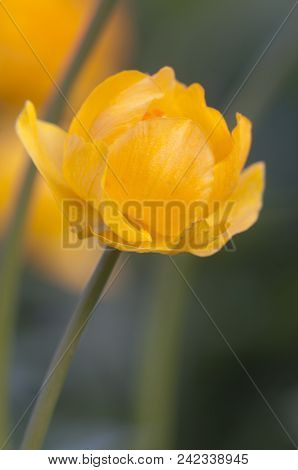 Chinese Globeflower (trollius Chinensis) Close Up Shot, Local Focus