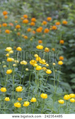 Globeflower Collection (trollius Sp) Close Up Shot, Local Focus