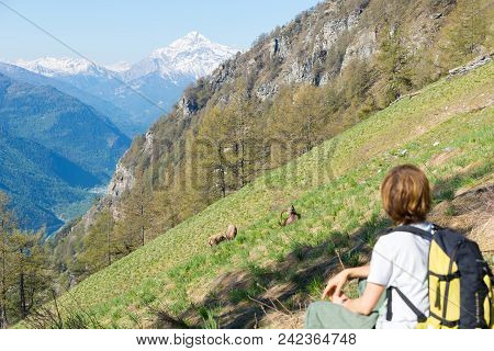 Woman Hiker Looking At Wildlife On The Alps, Ibex Grazing On Grass Mountain Slope, Capra Ibex With B