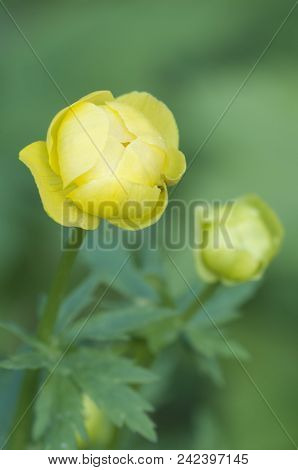 European Globeflower (trollius Europaeus) Close Up Shot, Local Focus