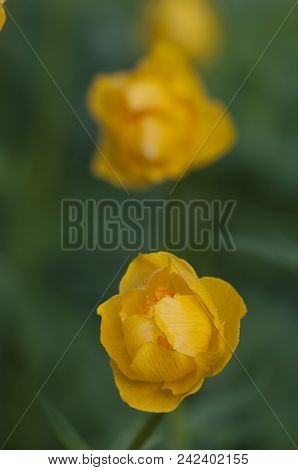 Chinese Globeflower (trollius Chinensis) Close Up Shot, Local Focus