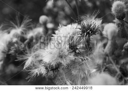 Thistledown Closeup With Fluff On The Outdoors, Black And White