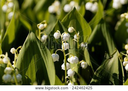 Macro Photo Of Lily Of The Valley (convallaria Majalis) Flowers W