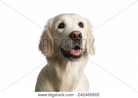 Funny Portrait Of Golden Retriever Dog Looking Up, Isolated On White Backgrond