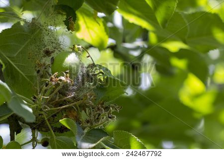 Apple Moon The Larvae Plaize The Leafy Leaves And Apple Fruits With A Dense Web And Destroy Them.